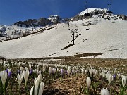 20 Distese di Zafferano maggiore (Crocus vernus) sui prati alla Baita del Camoscio